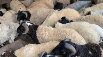 قبيل عيد الأضحى 2026.. أسعار الخراف والعجول